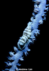 A small sea whip shrimp! really tiny, about an inch long ... by Andrew Lim 